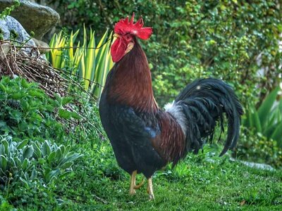 Gallo a Borgata Fuggìn | P. Borgna