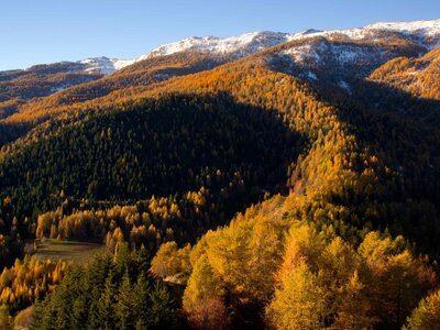 Il bosco delle navette in autunno | P.Bolla