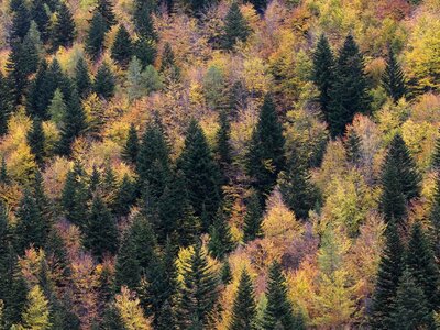 Il bosco delle navette in autunno | P.Bolla