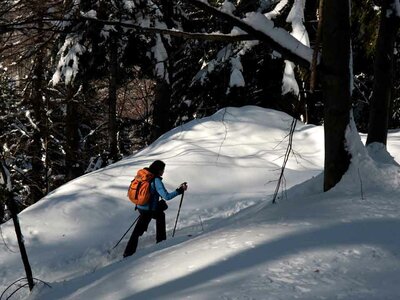 Lungo la pista forestale nel Vallone del Cavallo | N. Villani