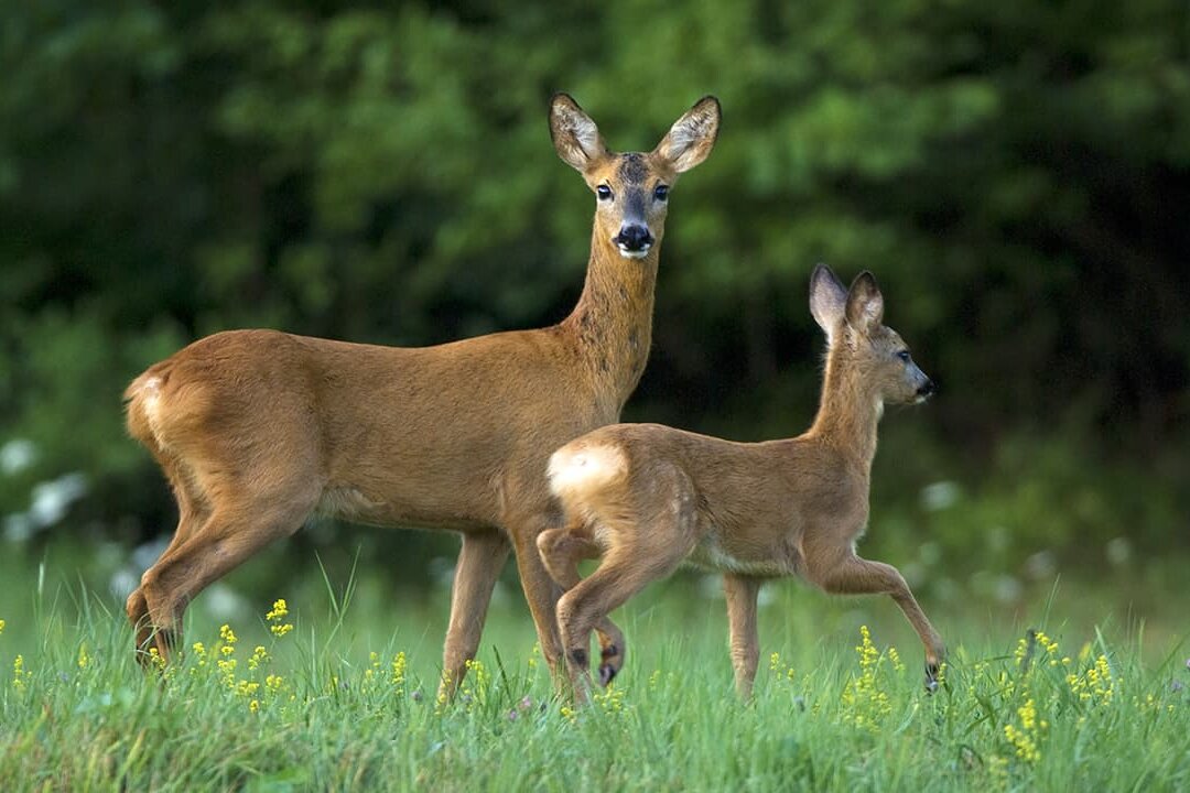 Fauna